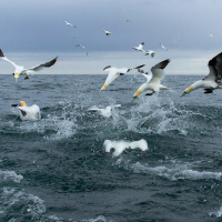 Diving Gannets IV