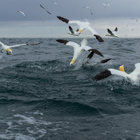 Diving Gannets I