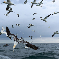 Diving Gannets III