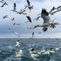 Diving Gannets XIV
