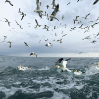 Diving Gannets II