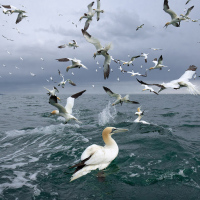 Diving Gannets IX