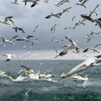 Diving Gannets VIII