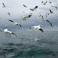 Diving Gannets VII