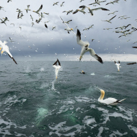 Diving Gannets X