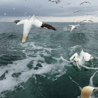 Diving Gannets VI