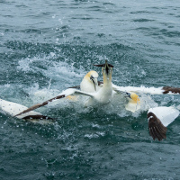 Gannet Food Fight II
