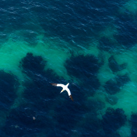 Gannet over the Sea