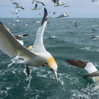 Gannet Close-Up