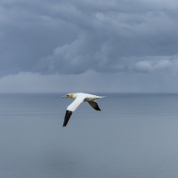 Gannet Clouds