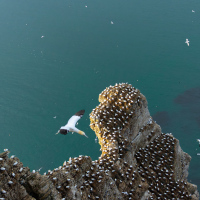 Gannet Colony