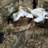 Gannet Fight