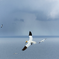 Gannet Flight