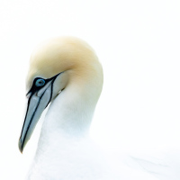 Gannet Head