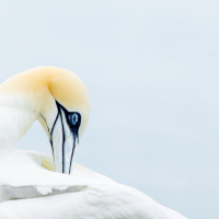 High Key Gannet
