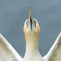 Gannet Portrait