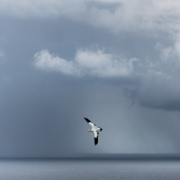 Gannet and Storm
