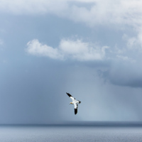 Gannet and Storm