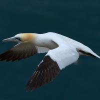 Gannet in Flight