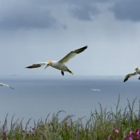 Gannets Hovering