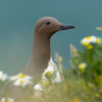 Guillemot