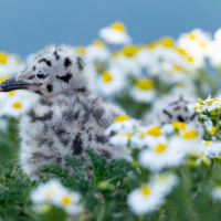 Herring Gull Chick