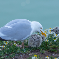 Herring Gull Feeding Chicks