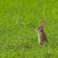 Rabbit