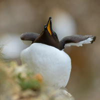 Razorbill