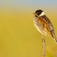 Reed Bunting
