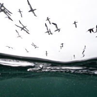 Split Level Diving Gannets I