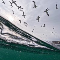 Split Level Gannets III