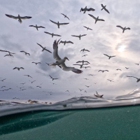 Split Level Diving Gannets II