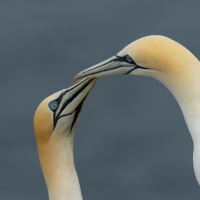 Tender Gannets