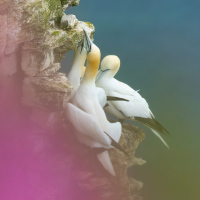 Three Gannets and Campion