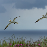 Gannet Squadron