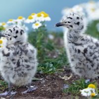 Herring Gull Chicks