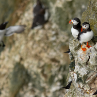 Two Puffins