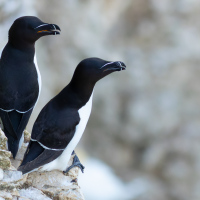 Two Razorbill