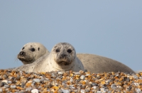 Blakeney Point