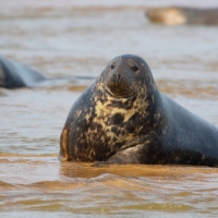 Beached Seal