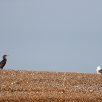 The Cormorant and the Gull