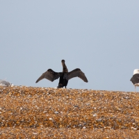 The Cormorant and the Gulls