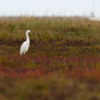 Little Egret