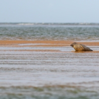 Lone Seal