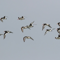 Oystercatcher Flyover