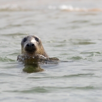 Inquisitive Seal