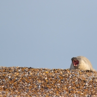 Seal Roar