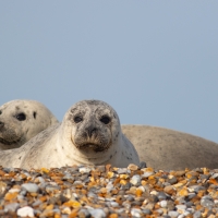 Seal Stare