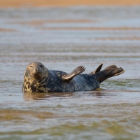 Seal Wave